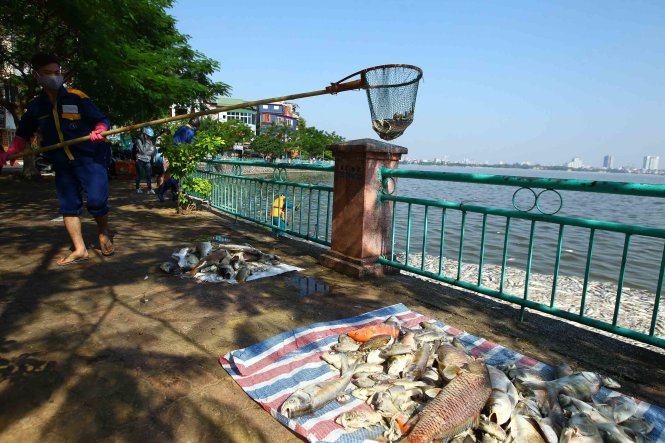 Hà[-]Nội:[-]Huy[-]động[-]bộ[-]đội[-]vớt[-]cá[-]chết[-]trên[-]hồ[-]Tây